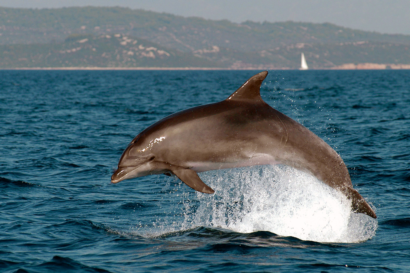Delphin Istrien Stuis Törns Mitsegeln Kroatien Havr