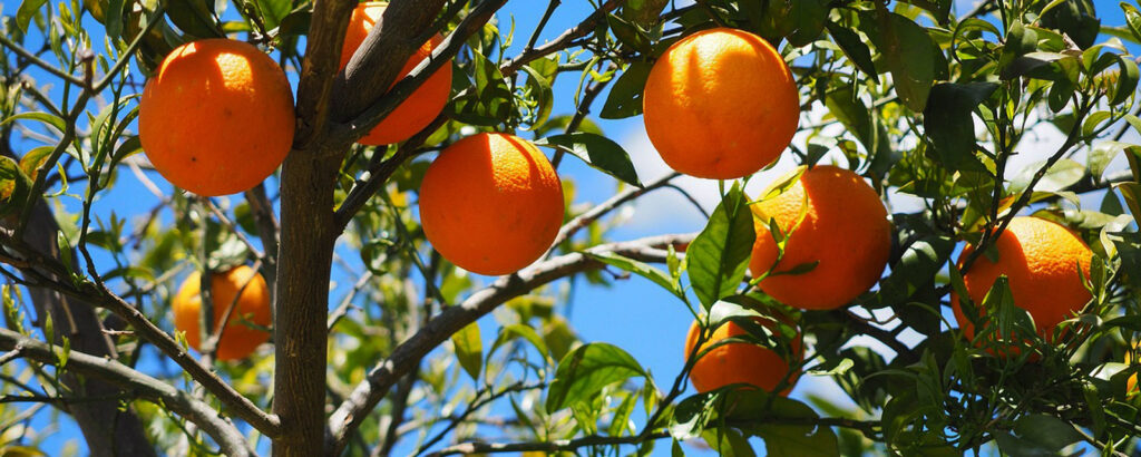 Orangenernte in Kroatien - Herbst - schönste Zeit des Jahres für Segelreisen und Kulinarik